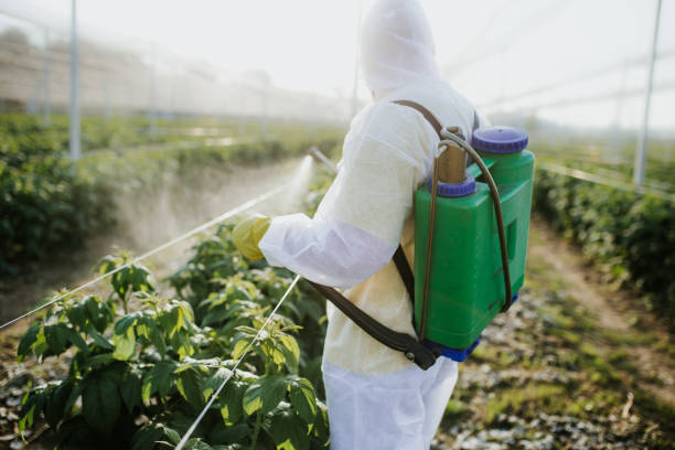 Best Local Pest Control Services  in Fosston, MN